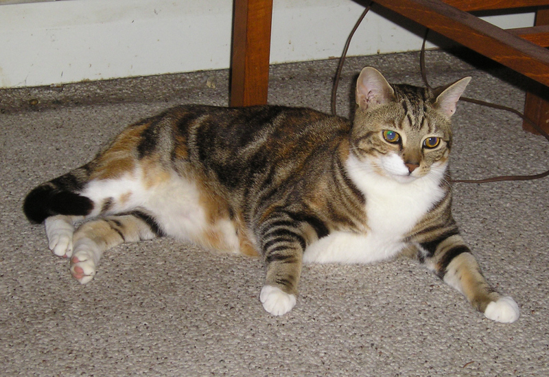 Ruthie the Cat: one life down, eight to go! BY STEVE SEYFRIED